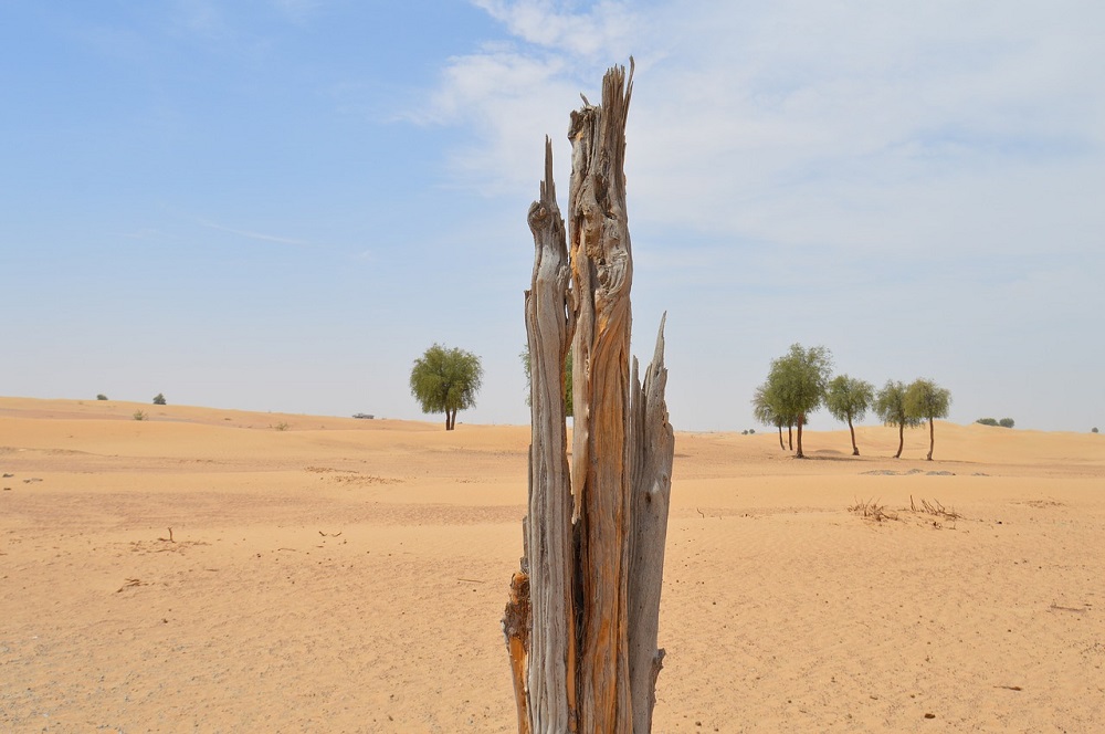 Le magazine du 14/06/2019:Le département de Filingué menacé par la déforestation