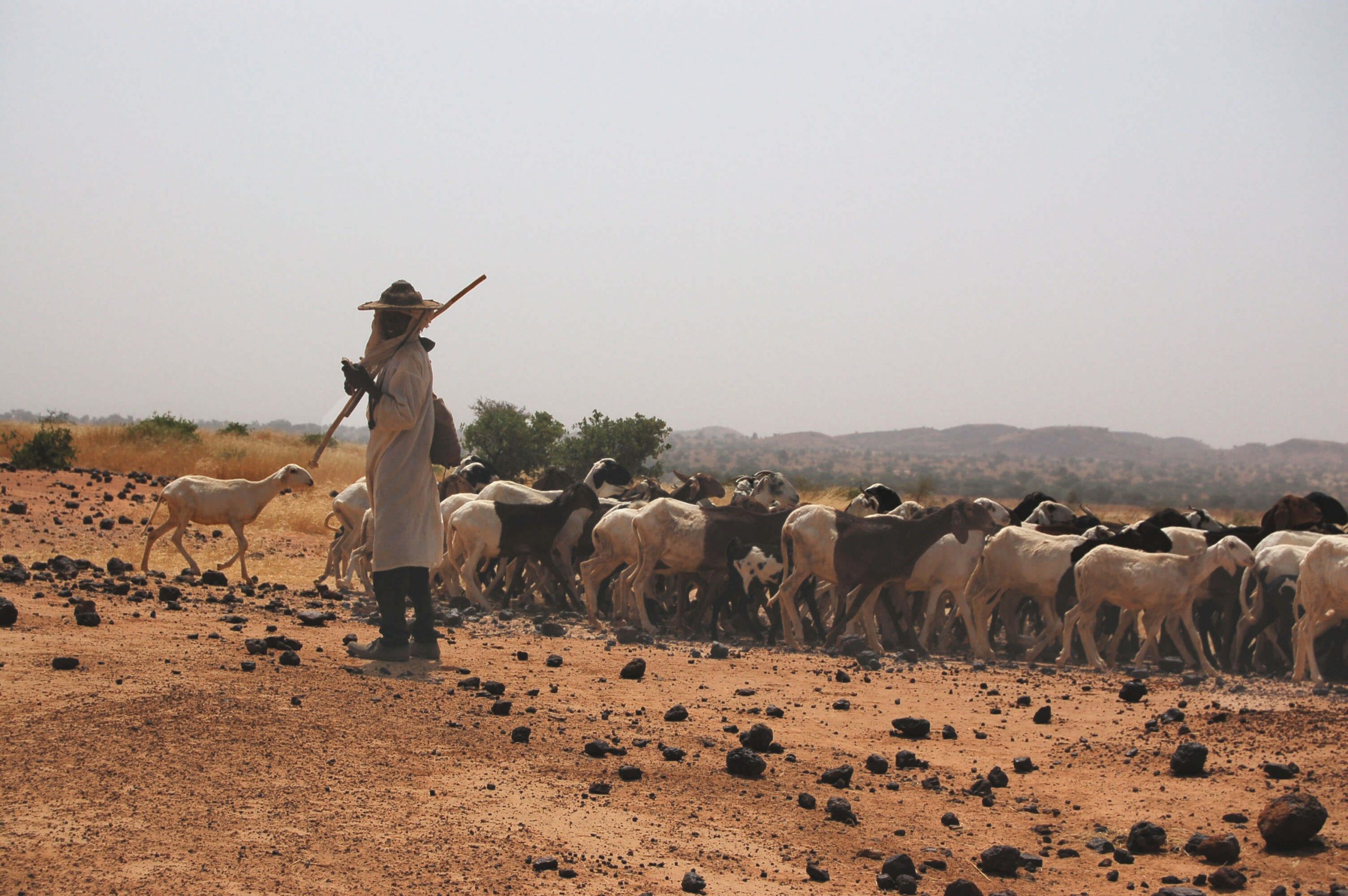 Dakoro / Le nouveau chef du groupement peulh de Farfaru appelle à la cohésion sociale entre agriculteurs et éleveurs