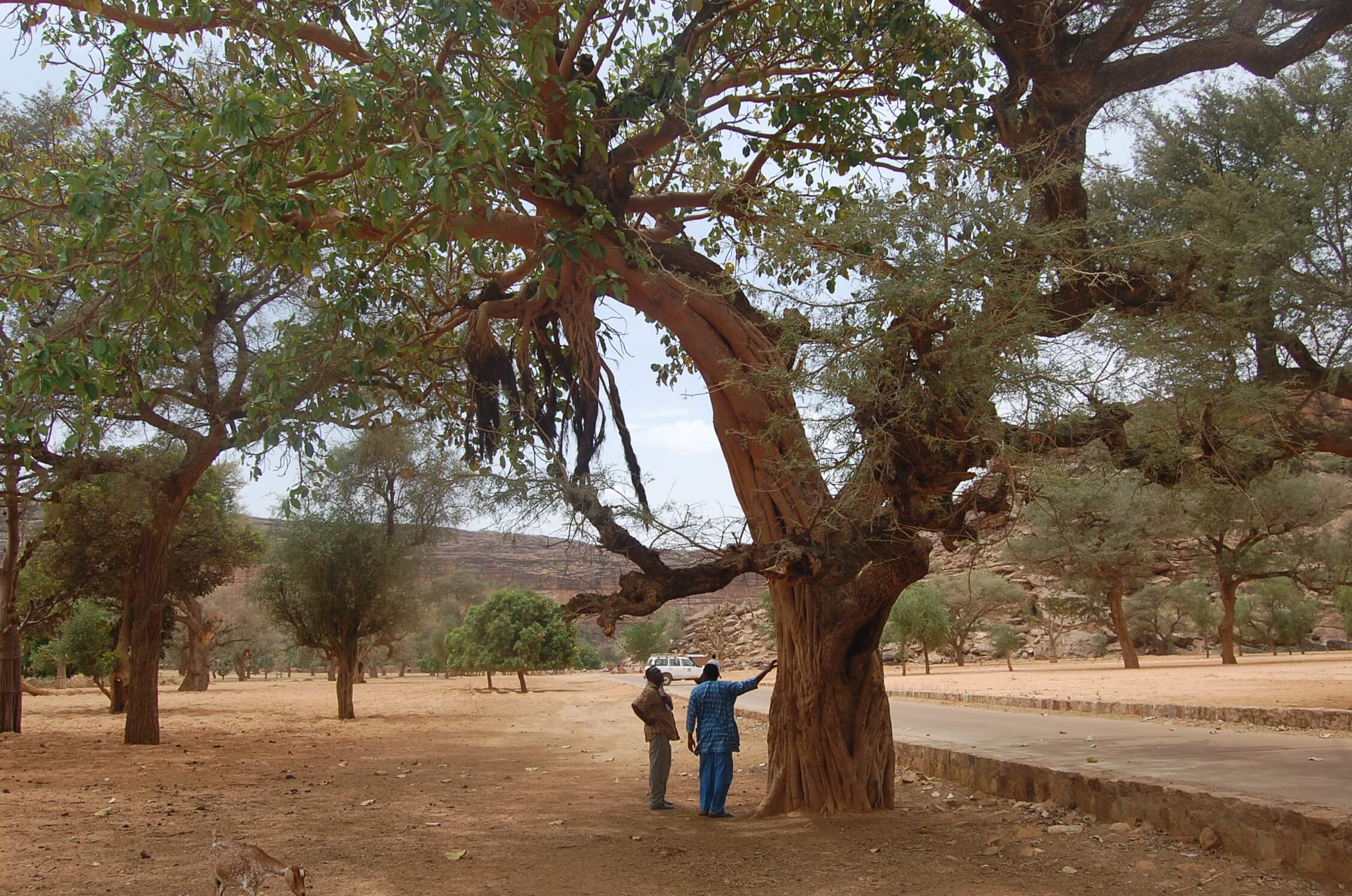 Département de Kantché / L’Acacia Albida, communément appelé Gao, menacé de disparition