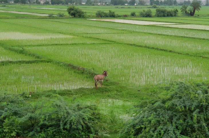 Département de Gaya : environ 150 hectares de cultures de riz sont engloutis par les eaux du fleuve Niger