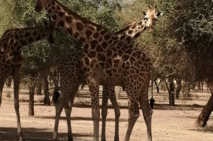 Adaptation des Girafes de Kouré à Gadabedji