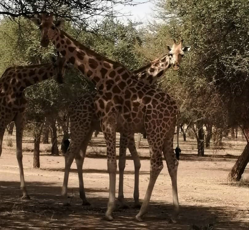 Adaptation des Girafes de Kouré à Gadabedji