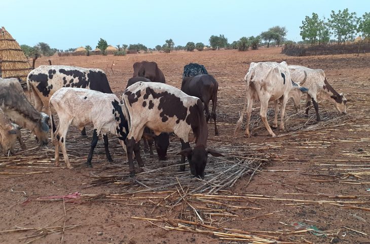 Les difficultés du cheptel nigérien pendant la période de soudure