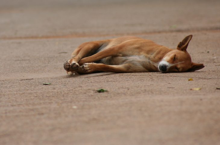 Magazine 07/03/2018 - Niamey : morsures récurrentes des chiens errants