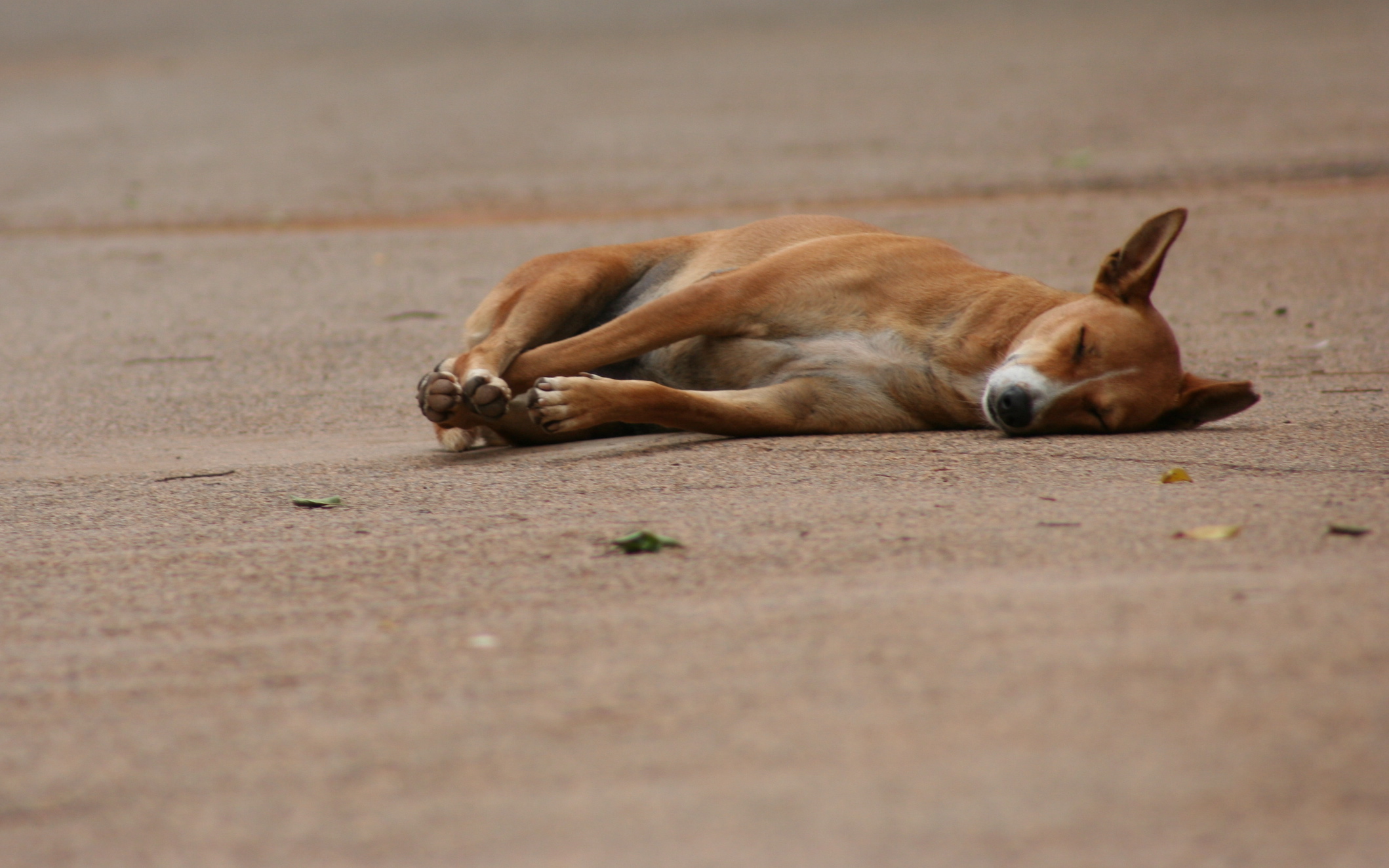 Magazine 07/03/2018 – Niamey : morsures récurrentes des chiens errants