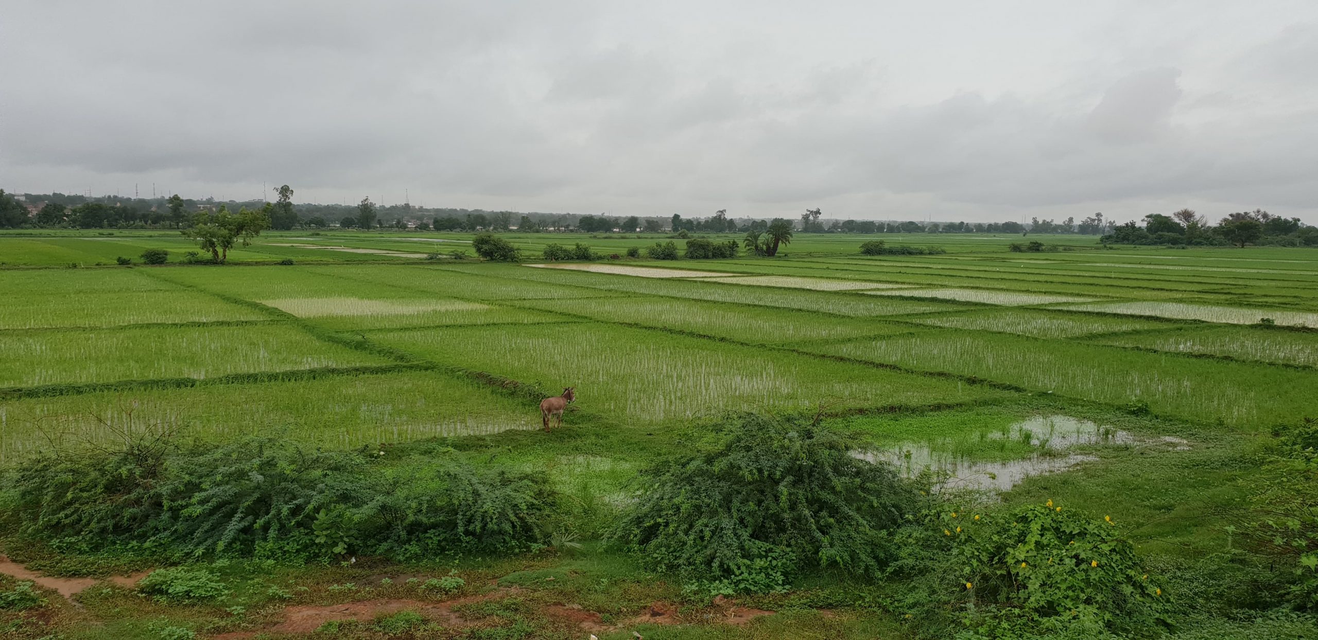 Dosso : les inondations pourraient compromettre la campagne agricole