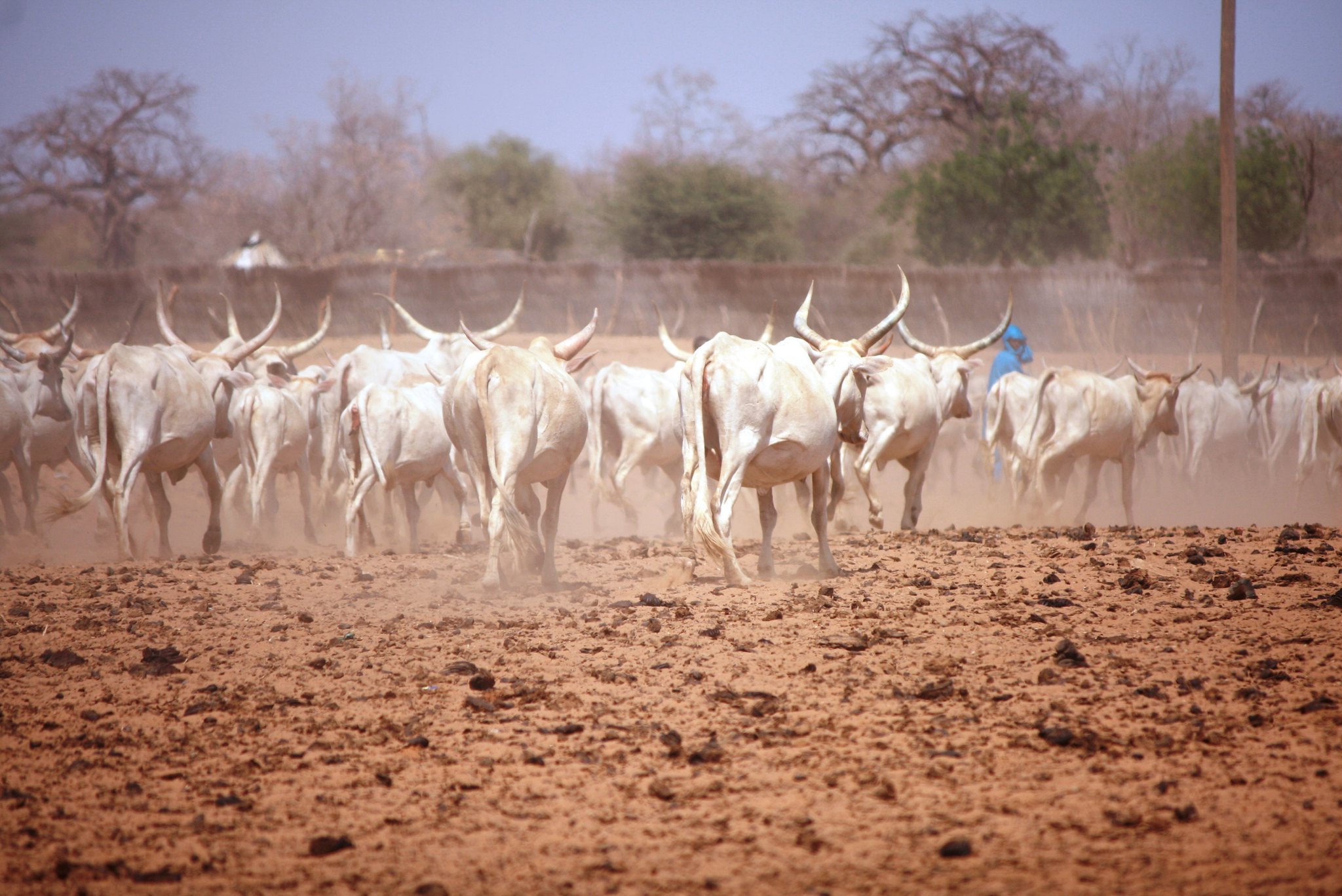 L’Elevage au Niger : Difficultés en période de soudure