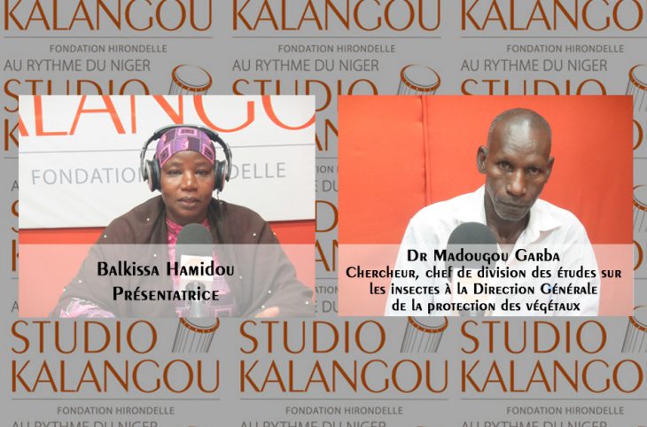 Comment faire face à une invasion de criquets pèlerins au Niger ?