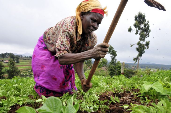 Utiliser les semences améliorées pour promouvoir le développement agricole au Niger