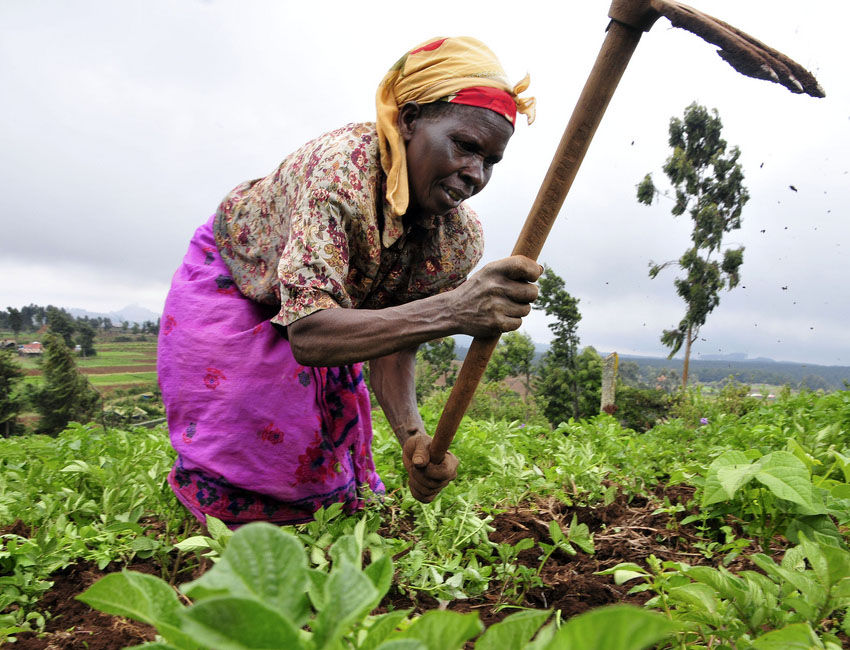 Utiliser les semences améliorées pour promouvoir le développement agricole au Niger