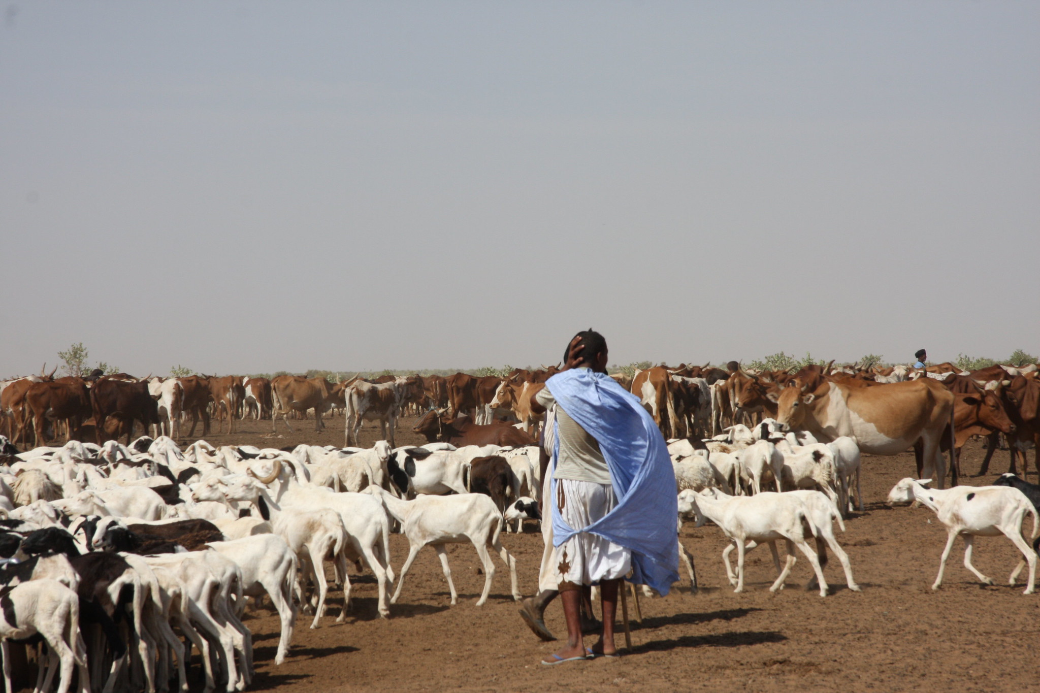 Foire des petits ruminants dans le nouveau marché de Diffa