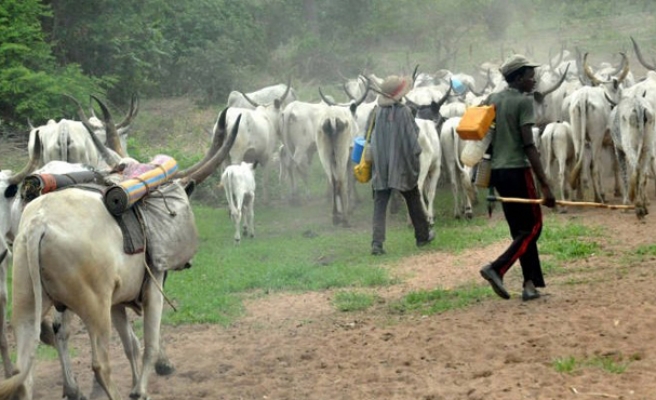 [Magazine] Les impacts éventuels de la transhumance interdite par le Bénin aux pasteurs d’autres pays