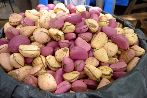 Hadj / Les pèlerins nigériens autorisés à transporter pas plus de 2 kg de cola par passager