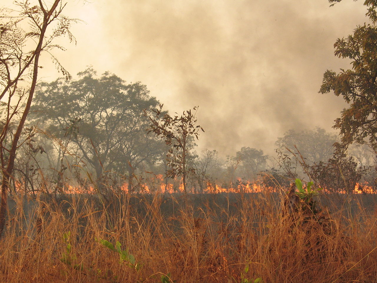 Le magazine du 22/11/2019 : L’harmattan augmente les risques d’incendies au Niger