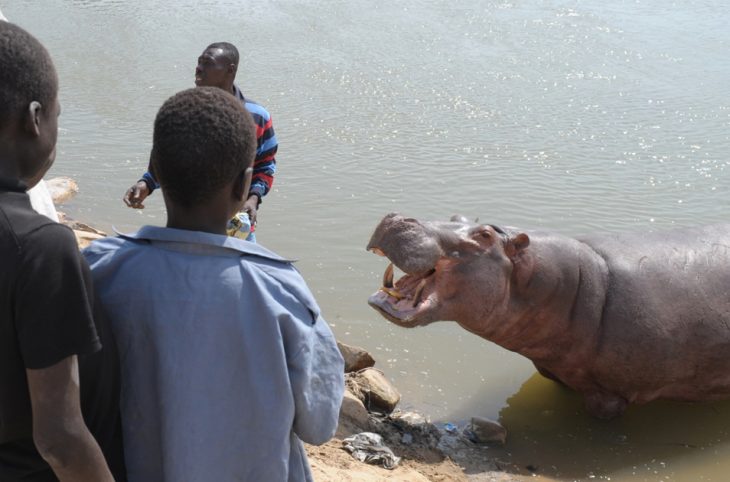 Tillabéri : Les riverains du fleuve Niger face aux attaques d’hippopotames