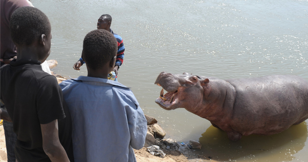 Tillabéri : Les riverains du fleuve Niger face aux attaques d’hippopotames