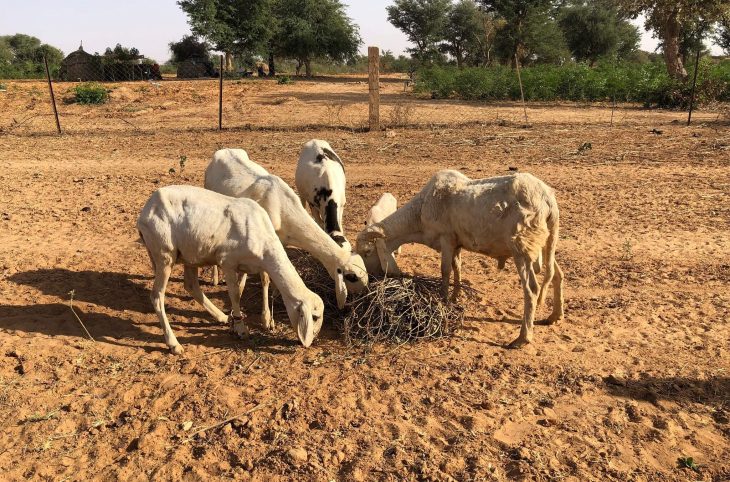 Le magazine du 24/07/2019 : Au climat d’insécurité s’ajoute le prix élevé d’aliments bétail à Diffa