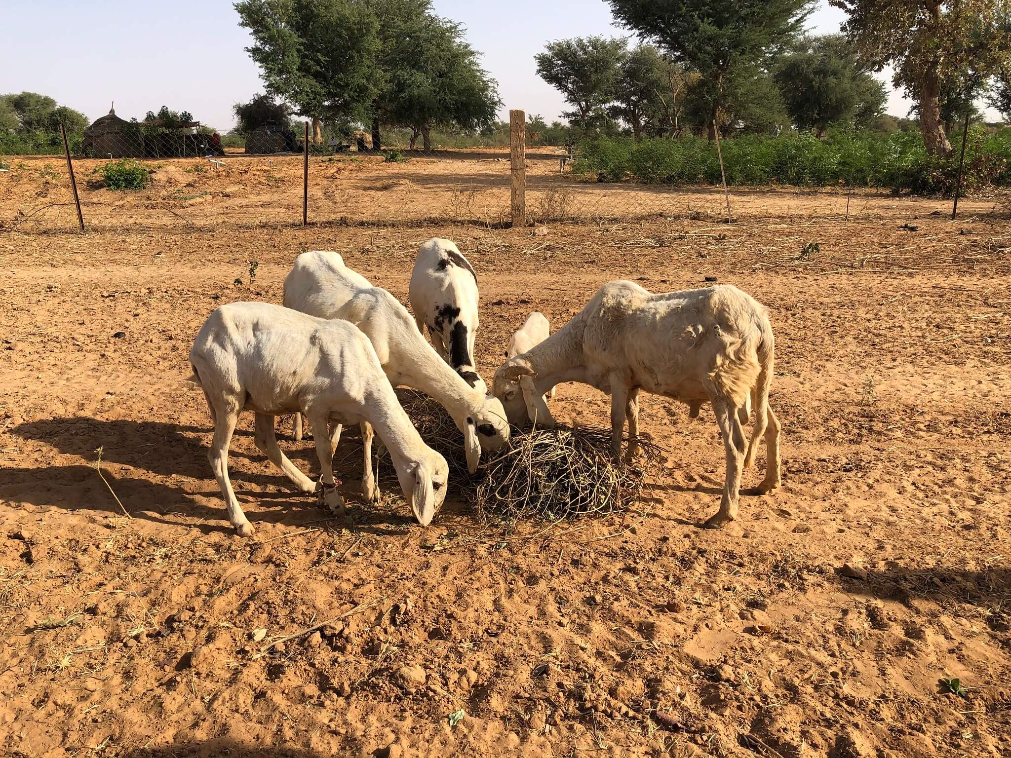 Des femmes de Dogonkiria transforment des produits forestiers en aliment bétail