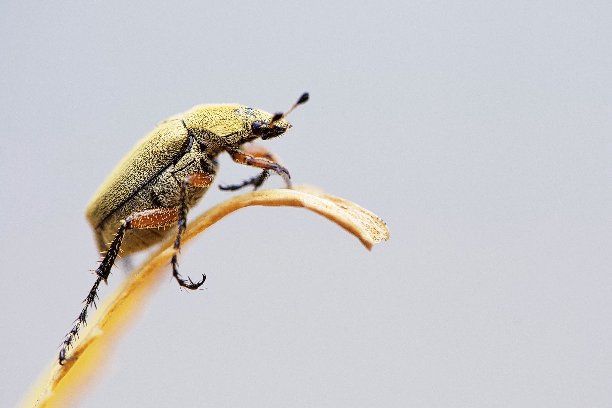 Invasion d’insectes exotiques dans les habitations de Niamey