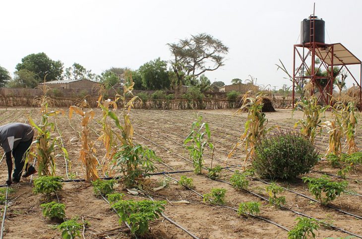 Maradi : Des pompes à eau fonctionnant avec du gaz domestique pour irriguer les champs
