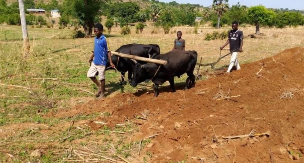 Les jeunes de Gaya se préparent pour les travaux champêtres