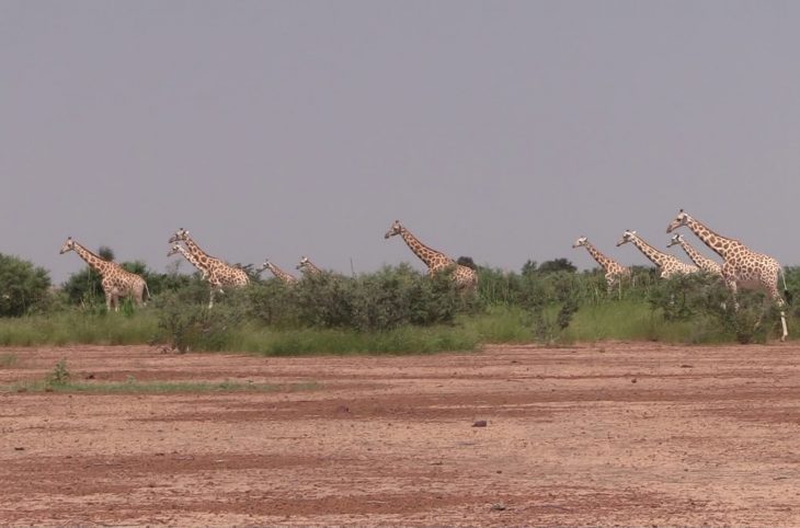 Kouré : Cohabitation entre la girafe et la population