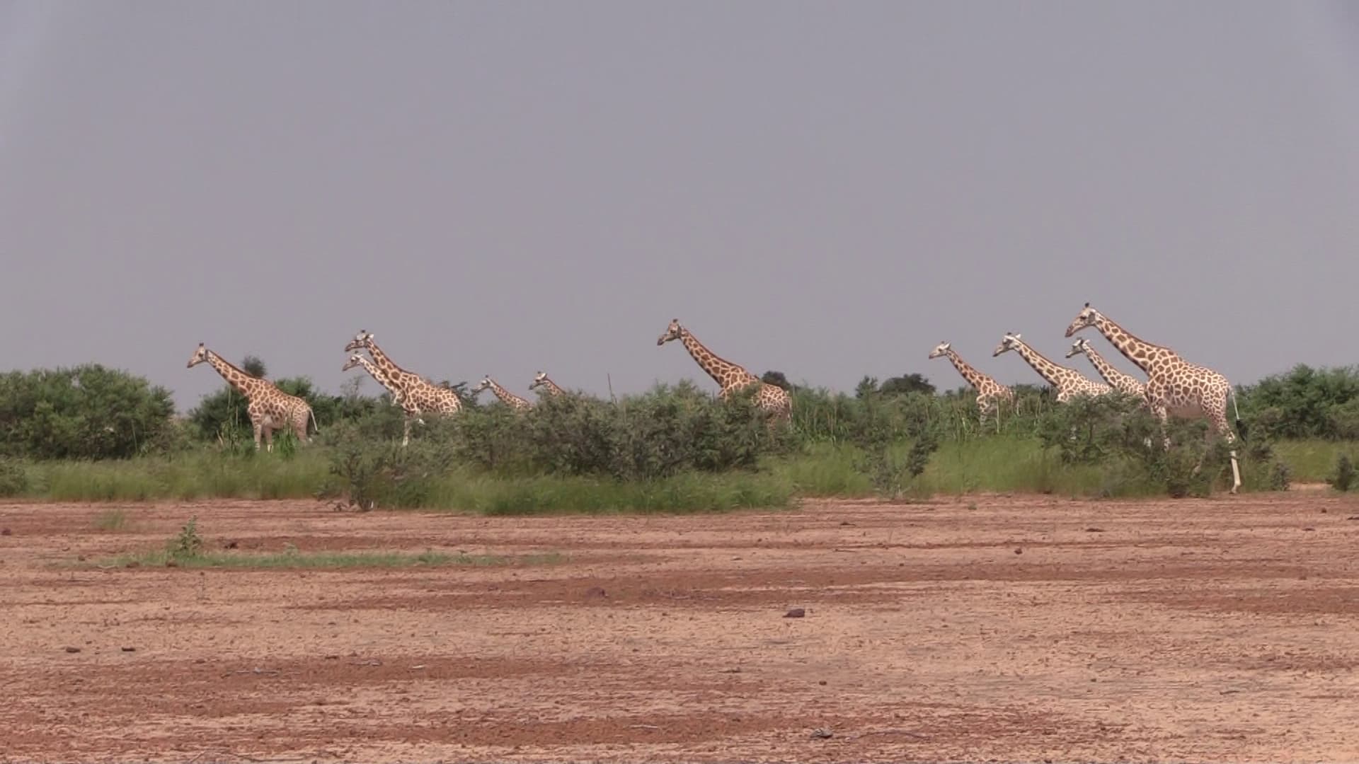 Kouré : Cohabitation entre la girafe et la population