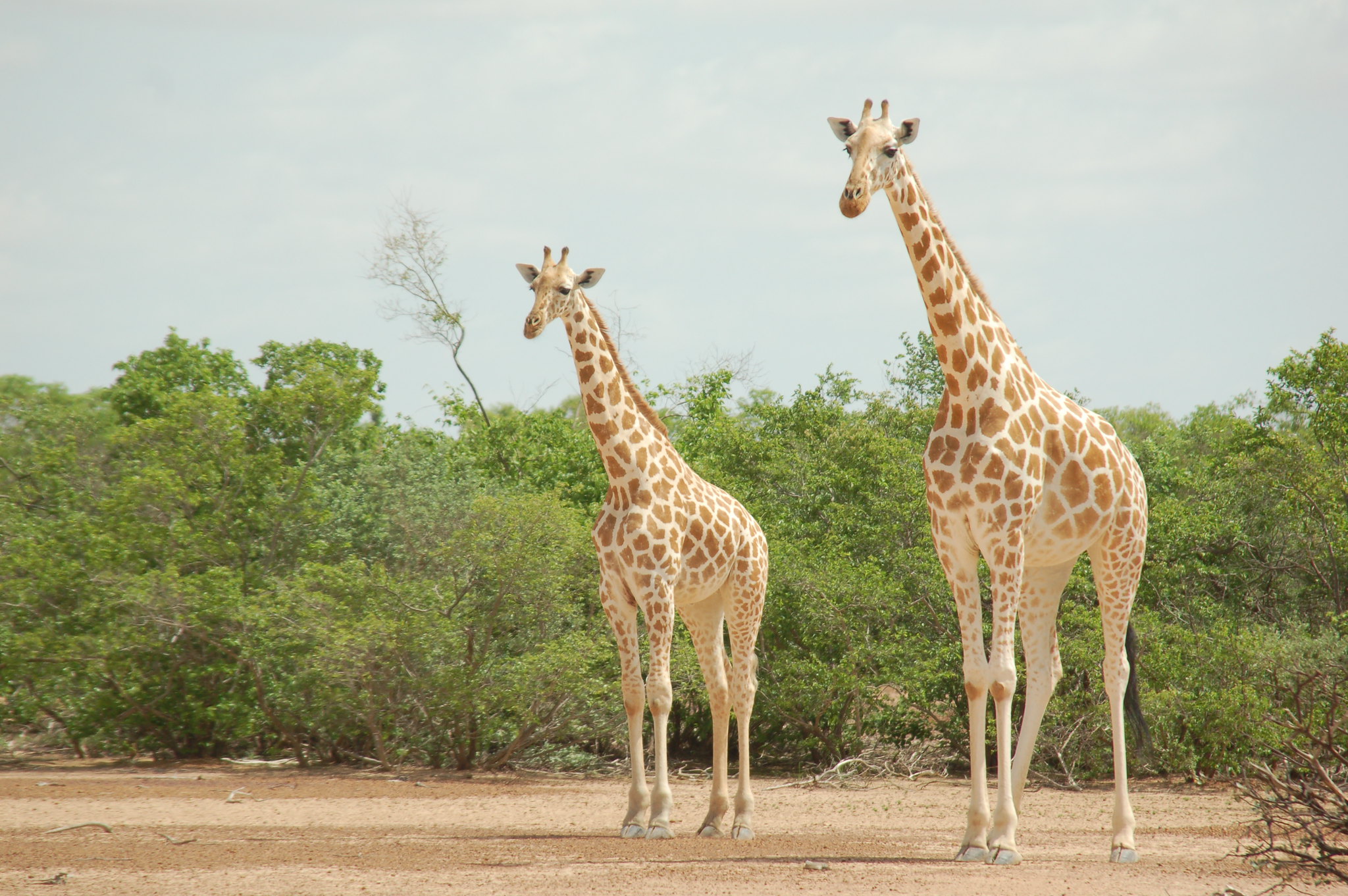 Kouré : une girafe meurt noyée après une parade nuptiale