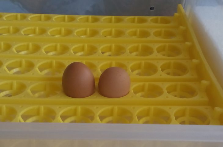 Le magazine du 01/03/2019 : Savoir faire la différence entre un œuf à consommer et un autre qui deviendra poussin