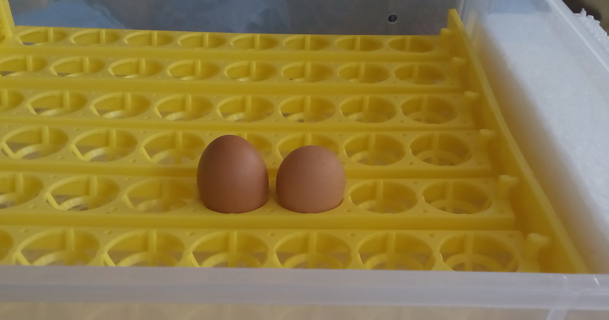 Le magazine du 01/03/2019 : Savoir faire la différence entre un œuf à consommer et un autre qui deviendra poussin