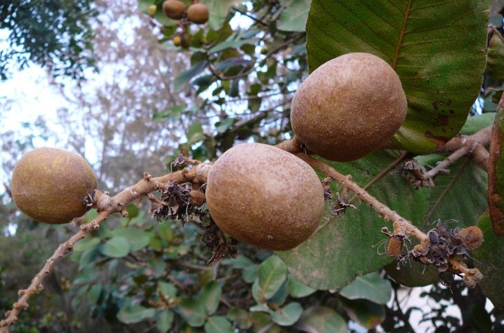 Le magazine du 06/06/2019 : Les femmes de Birnin N’Gaouré font de bonnes affaires avec la vente du fruit de gamsa