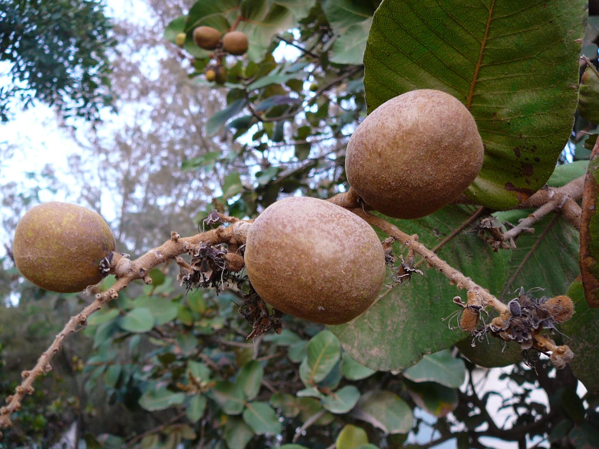 Le magazine du 06/06/2019 : Les femmes de Birnin N’Gaouré font de bonnes affaires avec la vente du fruit de gamsa