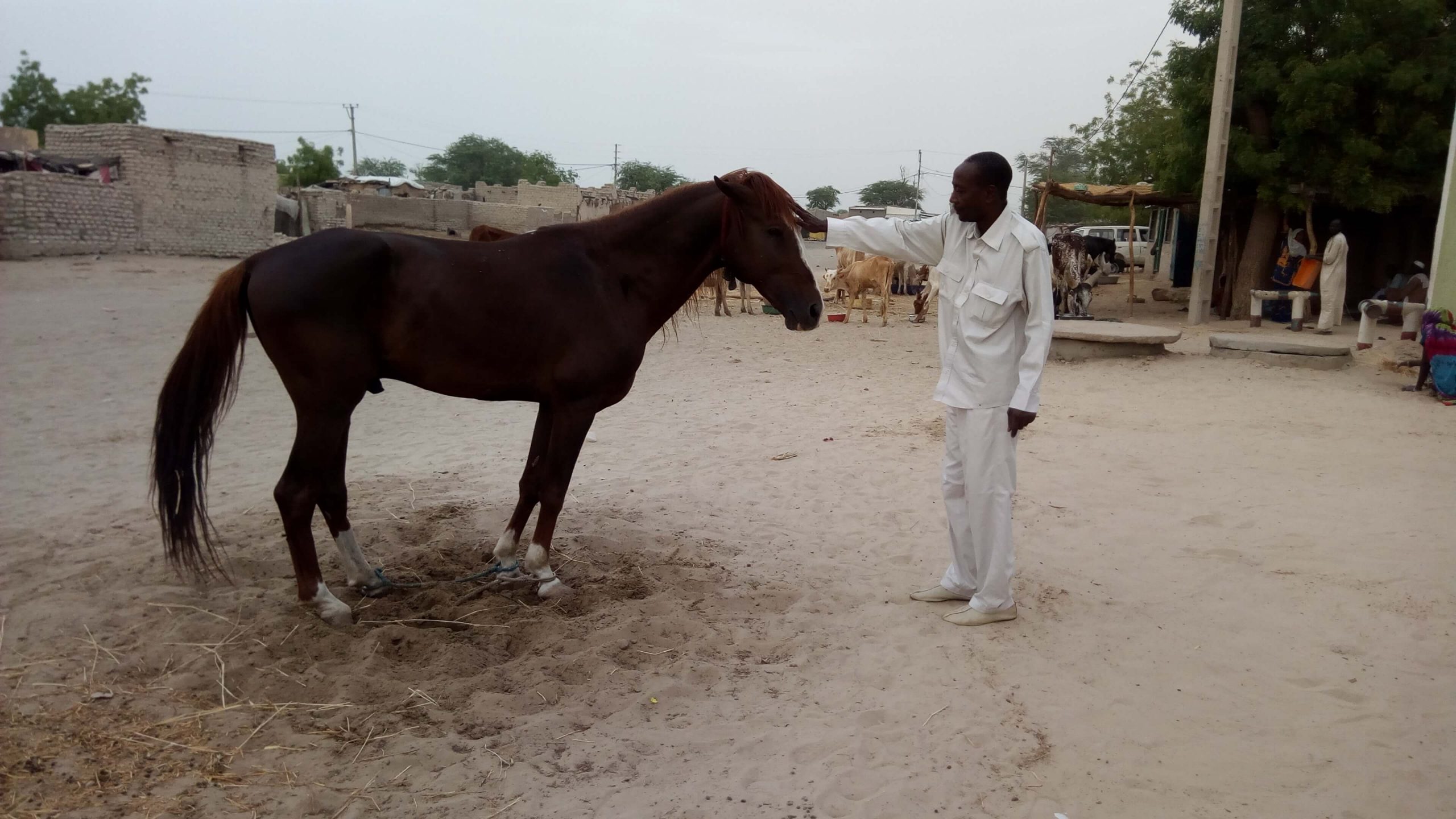 Le magazine du 12/07/2019 : Mainé Soroa / La place du cheval dans la vie socio-culturelle de la population