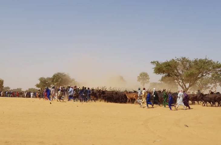 Le magazine du 15/02/2019 - Niger : après un pâturage abondant, les éleveurs peuls fêtent le HOTTOUNGO