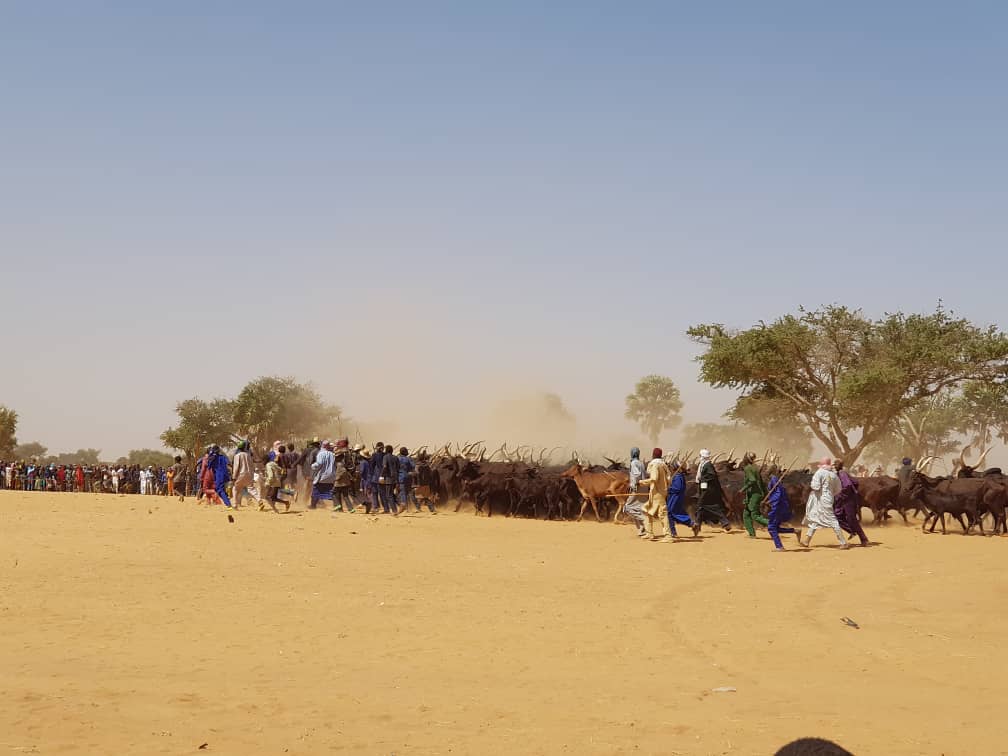 Le magazine du 15/02/2019 – Niger : après un pâturage abondant, les éleveurs peuls fêtent le HOTTOUNGO