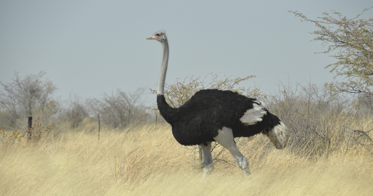 Maradi / Après les girafes, la réserve de Gadabédji va bientôt accueillir des autruches