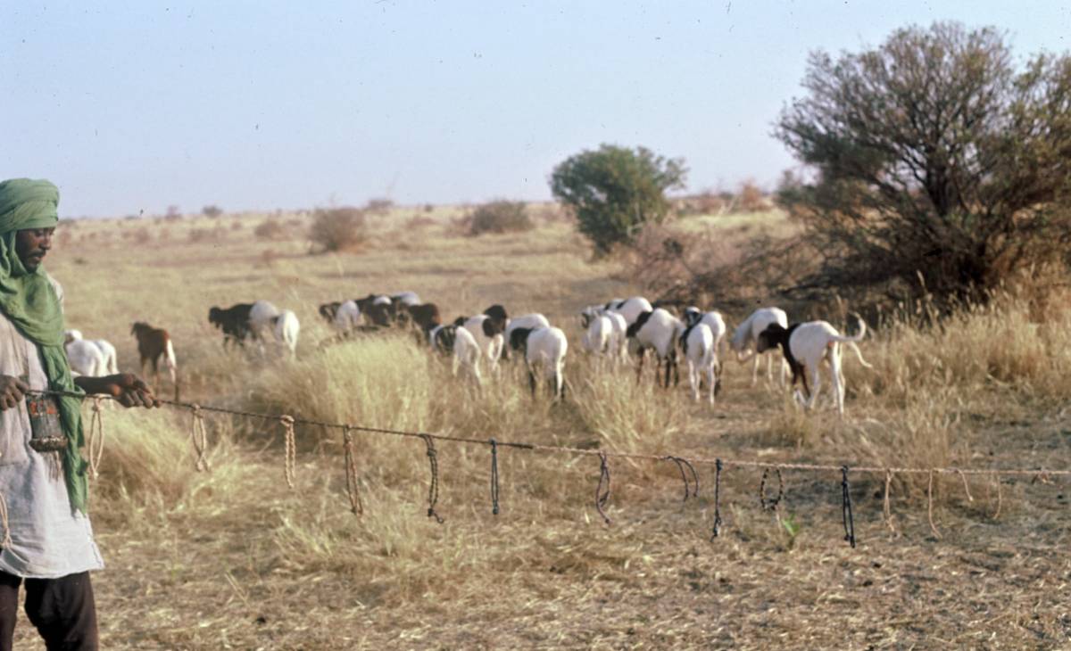 Maradi : A Gadabédji, les éleveurs confrontés au manque de pâturage
