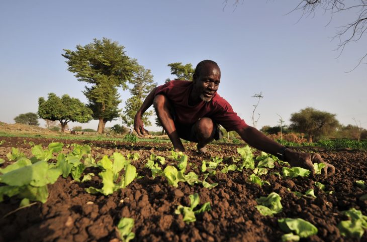 Maradi / la régénération naturelle assistée (RNA), une pratique ancestrale qui porte ses fruits