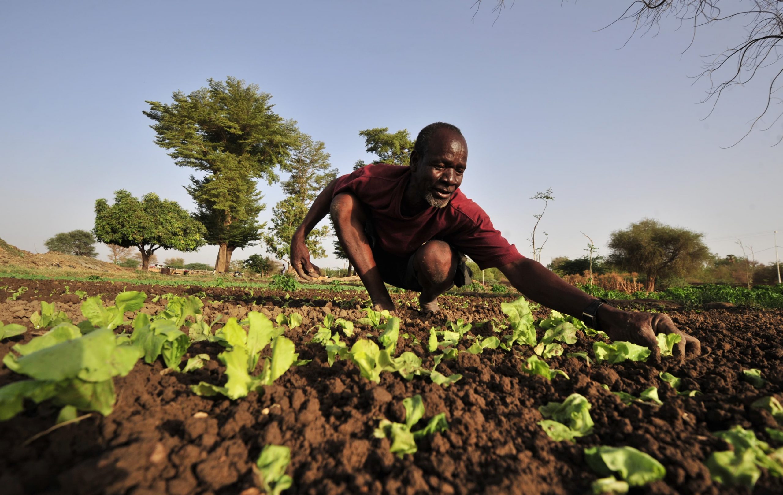 Maradi / la régénération naturelle assistée (RNA), une pratique ancestrale qui porte ses fruits