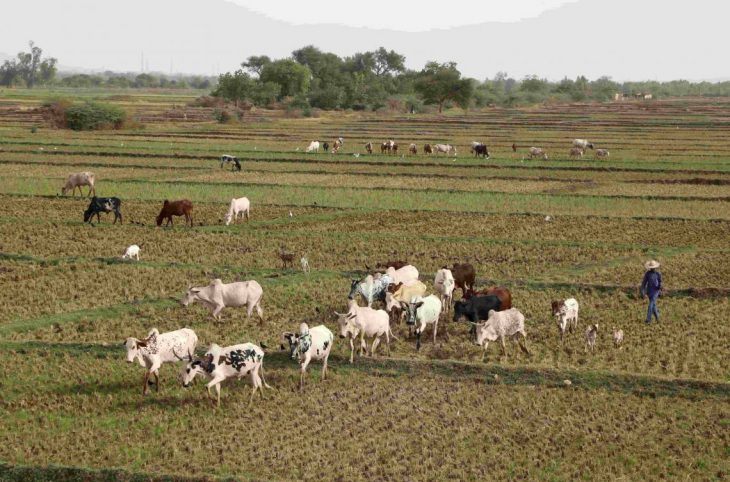 Maradi : Vol de bétail à Madarounfa