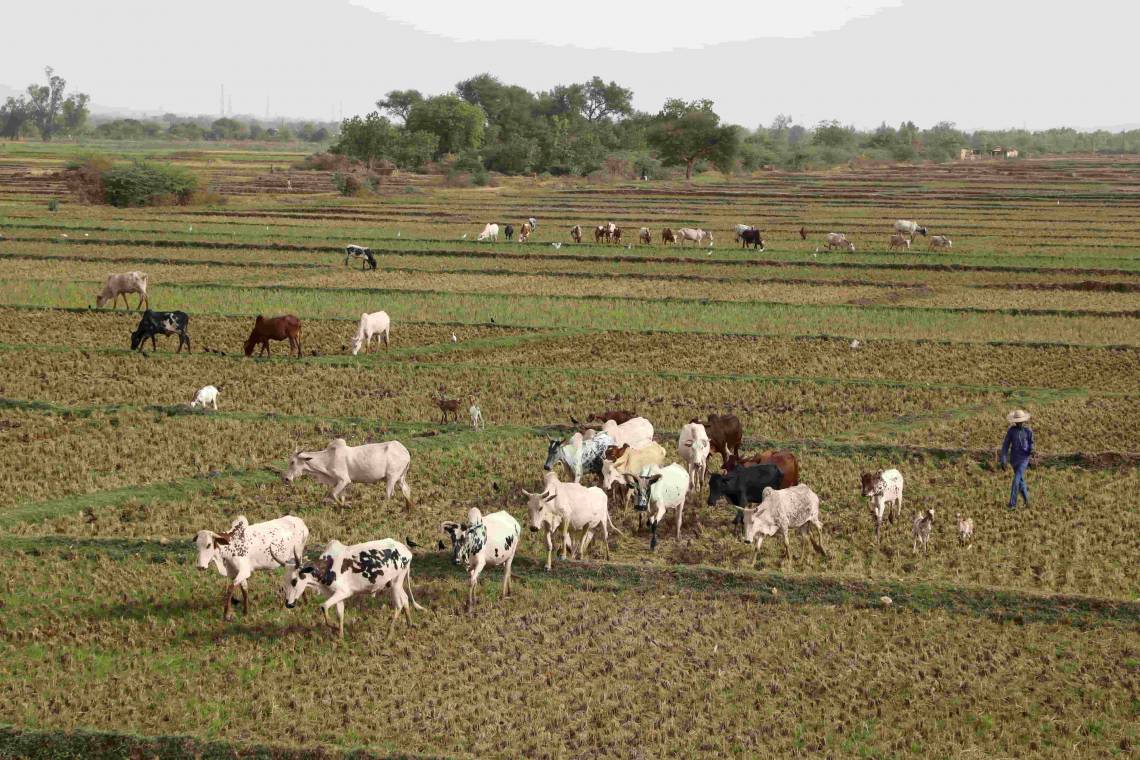 Maradi : Vol de bétail à Madarounfa