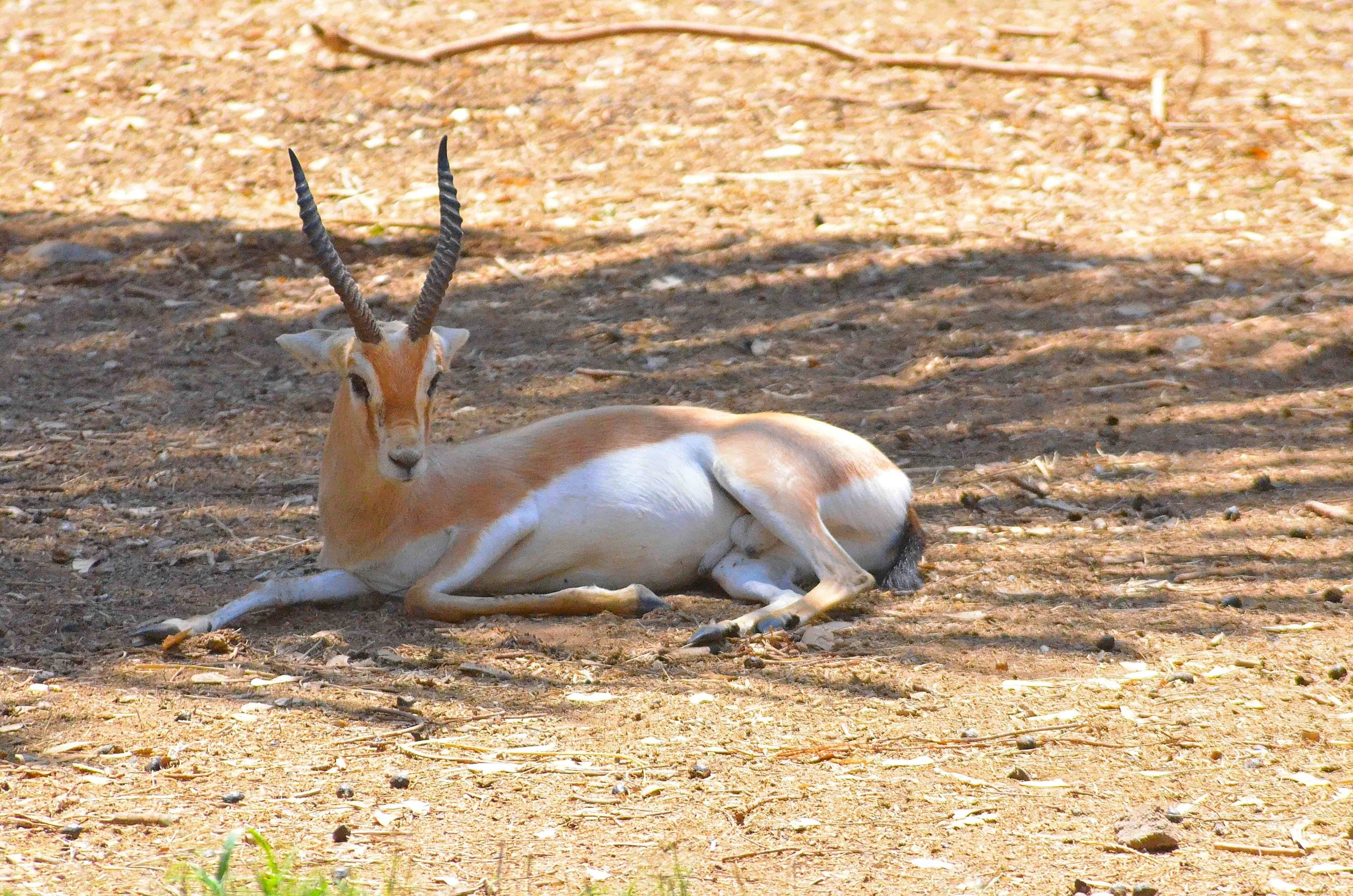 Massacre de 40 gazelles dorcas : contribution de la population de la zone à la sauvegarde de la réserve