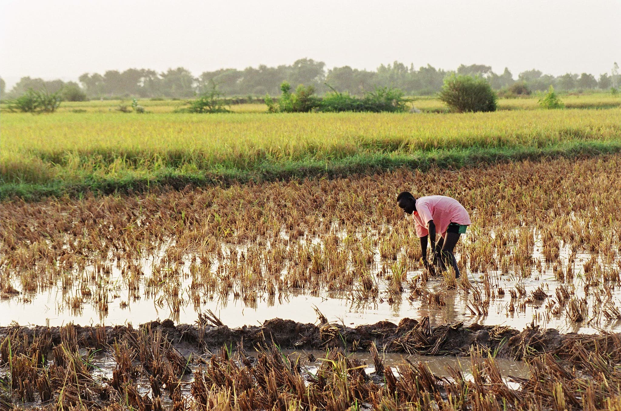 Menaces d’inondations sur les rizières de Gaya