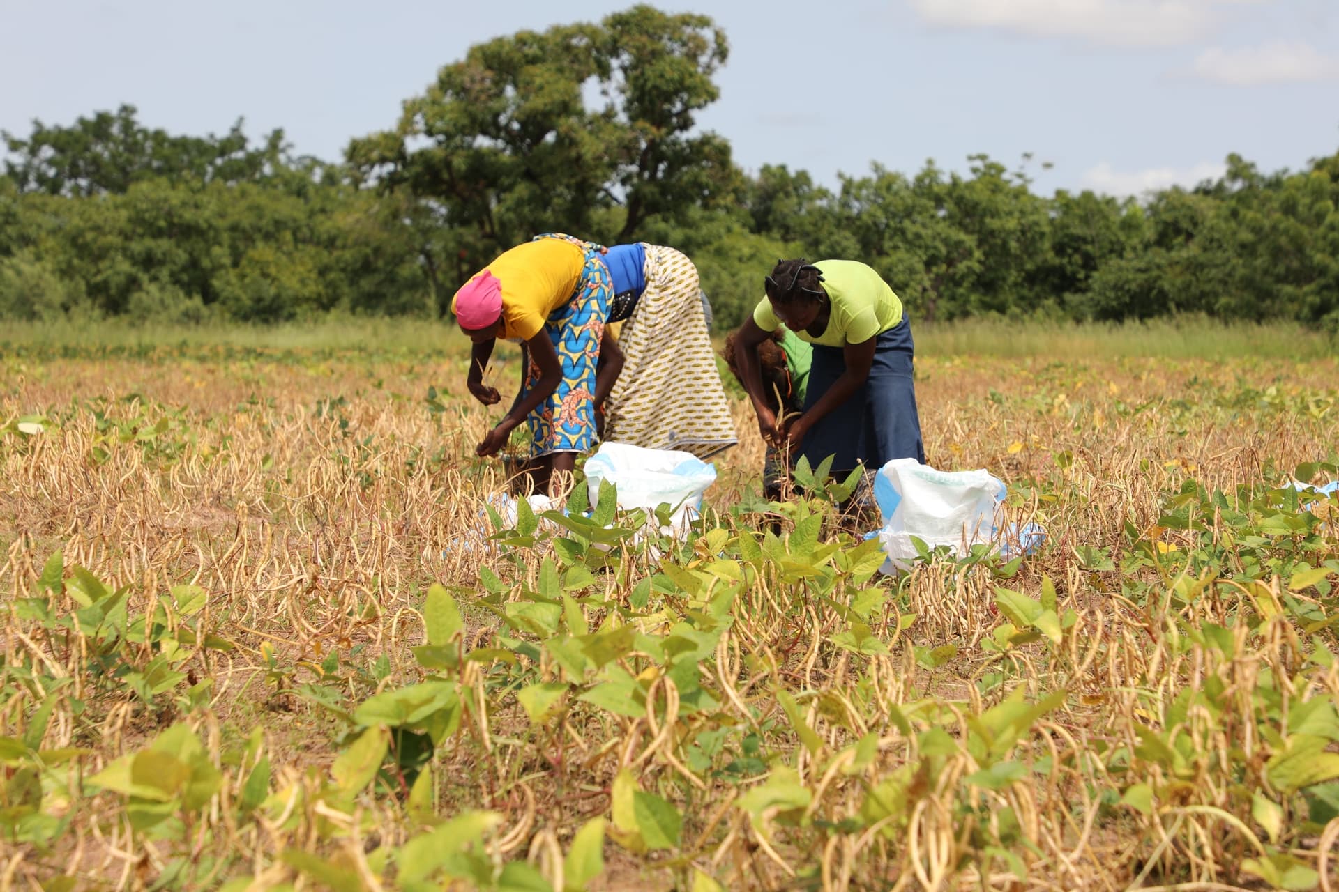 Les modes d’acquisition de la propriété foncière par la femme au Niger