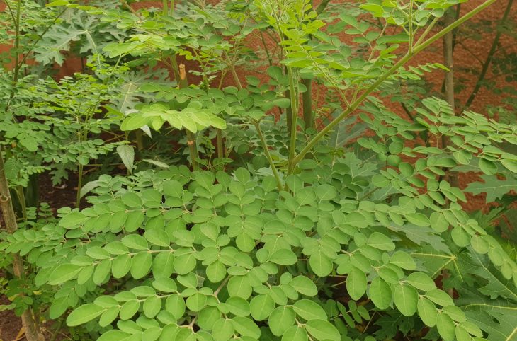 Moringa au Niger : Entre productivité et utilisation des pesticides : Vertus et risques sanitaires
