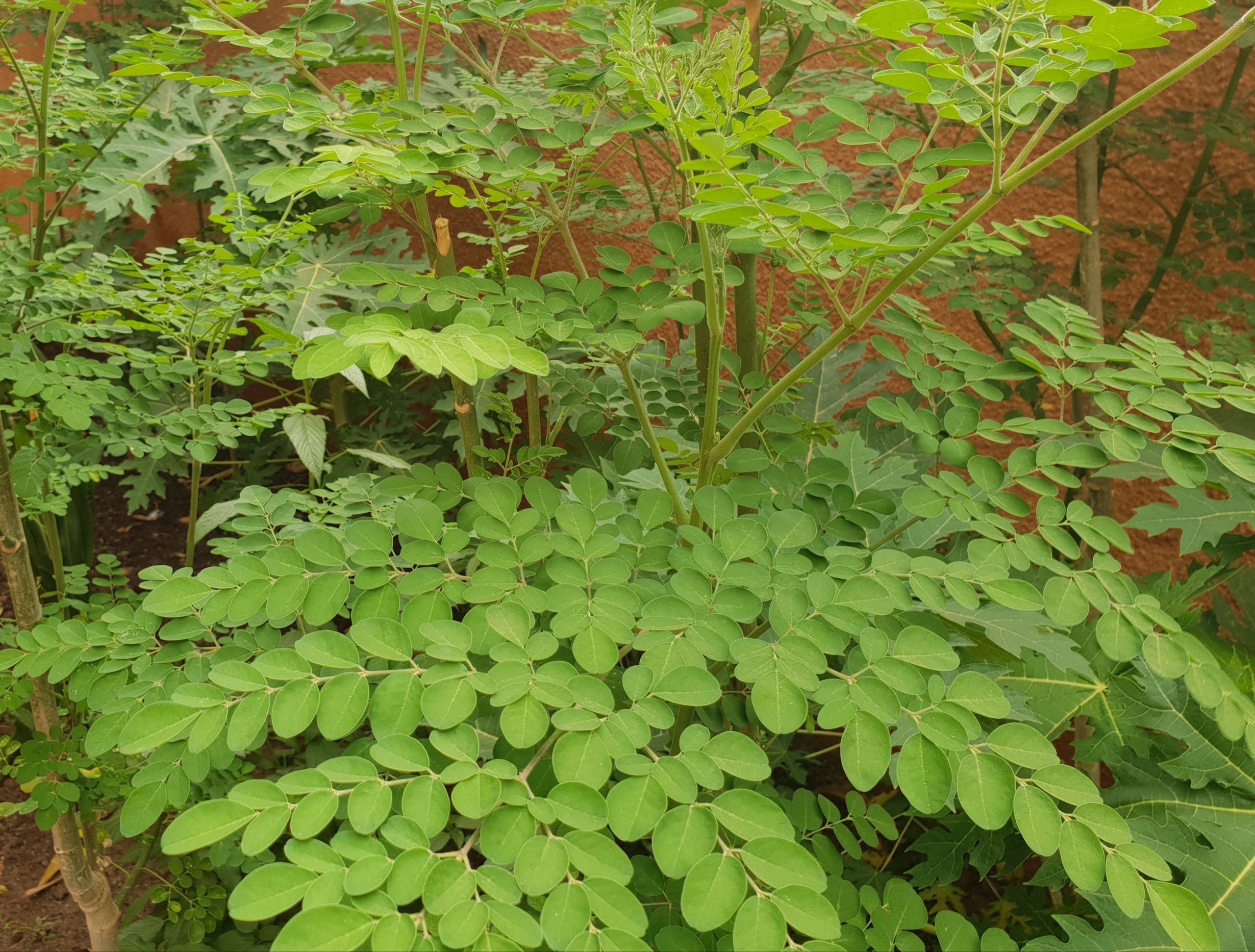 Moringa au Niger : Entre productivité et utilisation des pesticides : Vertus et risques sanitaires