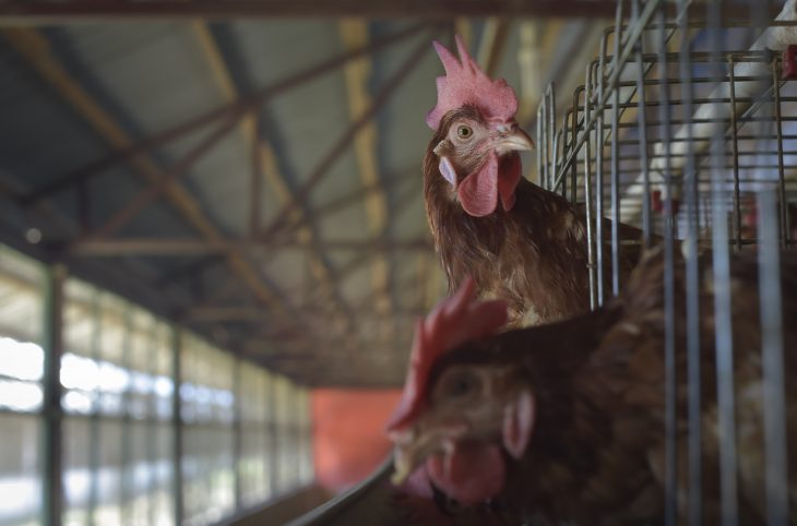 Niamey face à plusieurs cas de grippe aviaire hautement pathogène