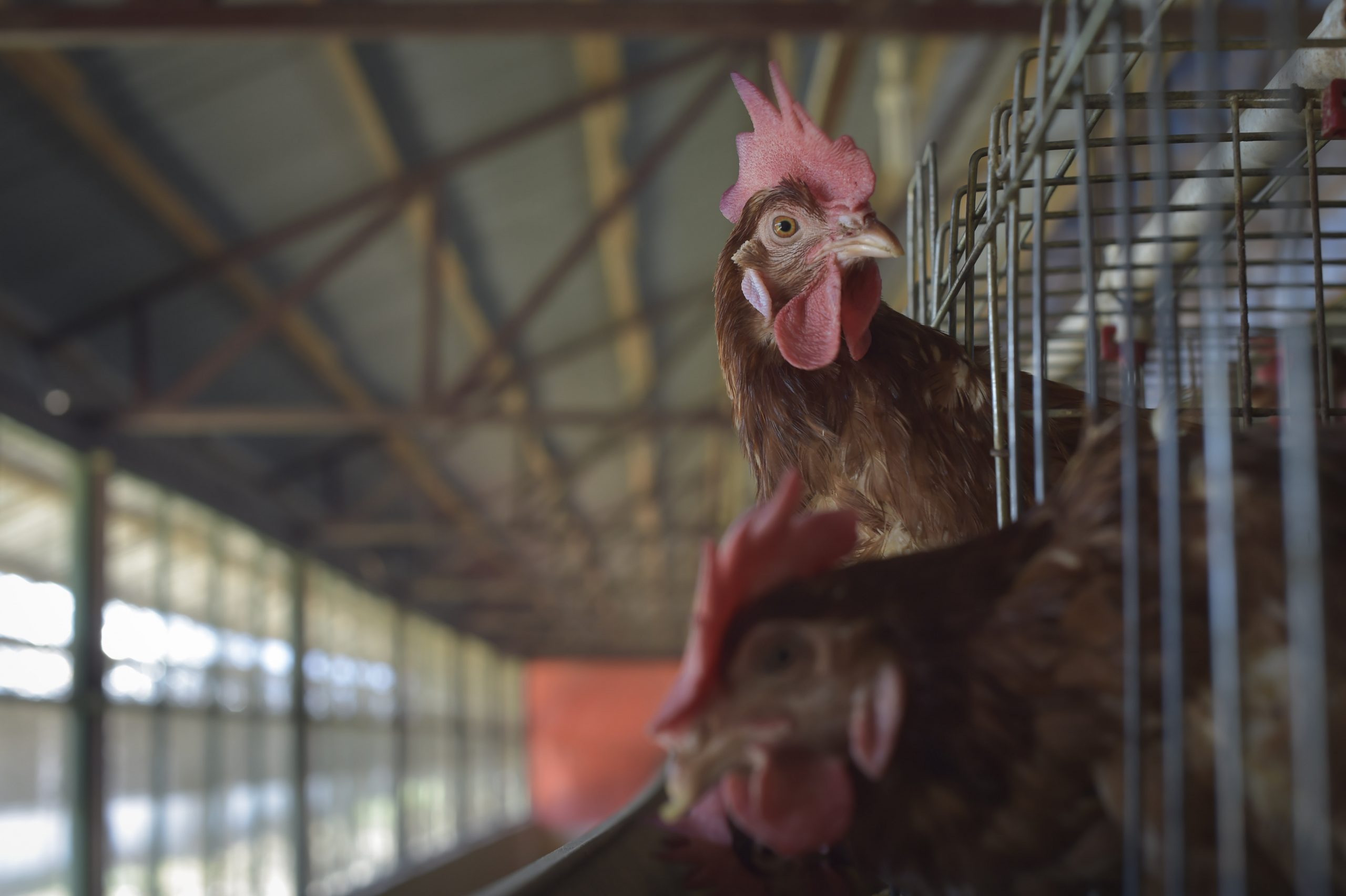 Niamey face à plusieurs cas de grippe aviaire hautement pathogène