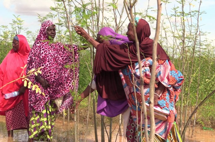 Niamey : Montée en flèche du prix du moringa à la suite des inondations