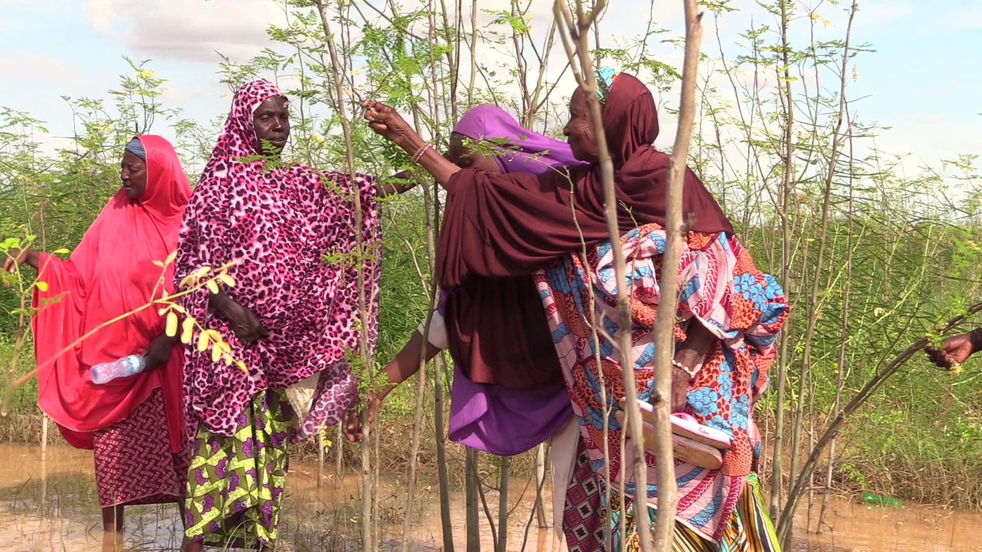 Niamey : Montée en flèche du prix du moringa à la suite des inondations